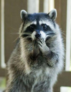 shame racoon